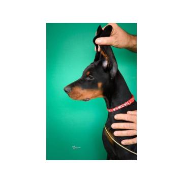 Doberman PRELEPI štenci
