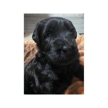 Veliki snaucer stenci na prodaju