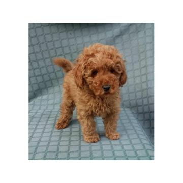 PUDLE, patuljaste i toy