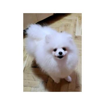 Prelepi pomeranci BOO-a