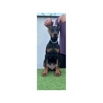 Doberman PRELEPI štenci