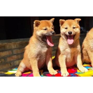 Shiba Inu štenci