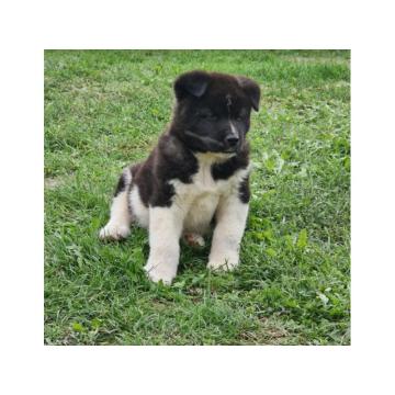 Američka Akita štenci