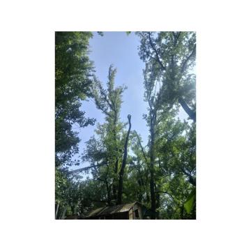 Obaranje kritičnih stabala