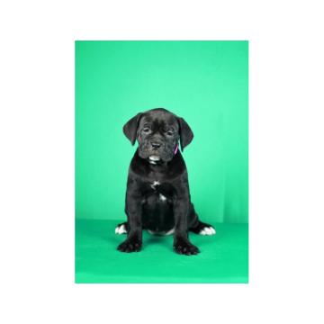 Cane Corso Kane Korso