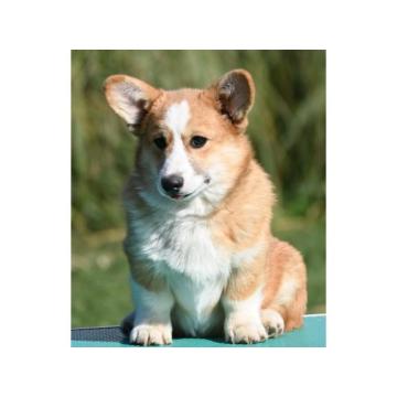Velski korgi/Welsh Corgi Pembroke