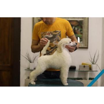 Velika kraljevska standard poodla 