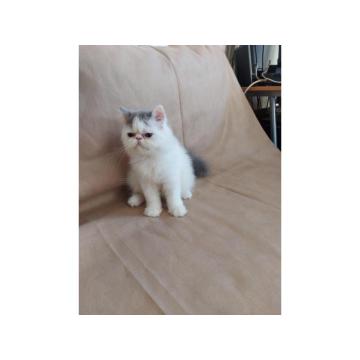 Preslatke persijske male mace divnog karaktera 