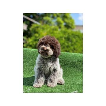 Lagoto Romanjolo, dostupni štenci