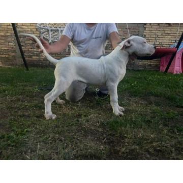 Na prodaju zenkica dogo argentino stara 5 meseci