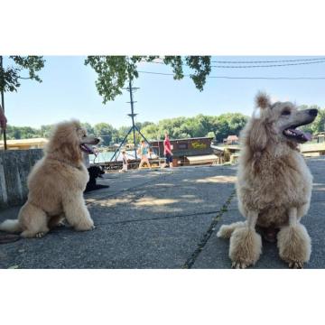 Kraljevska Aprikot Pudla štenci