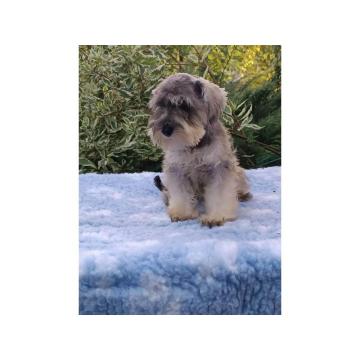 Patuljasti  šnaucer štenci biber so