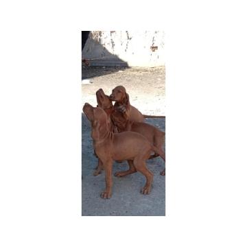 Madjarska vizla stenci