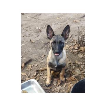 Muzjak malinoe