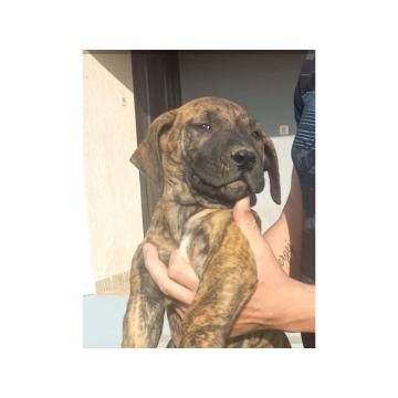 Presa Canario štenci