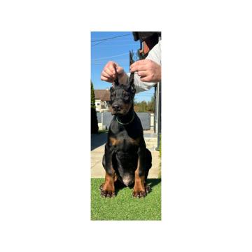 DOBERMAN stenci
