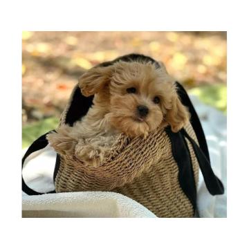 Prekrasni Maltipoo štenci