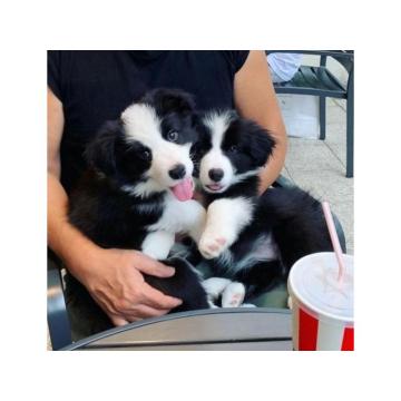 Štenci Border Collie s rodovnicom.