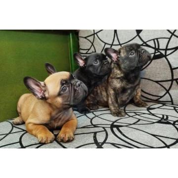 Francuski buldog  