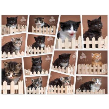 Norveška šumska mačka, norveški šumski mačići  