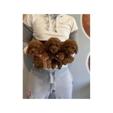 Najlepse bebe teddy bear toy pudl 