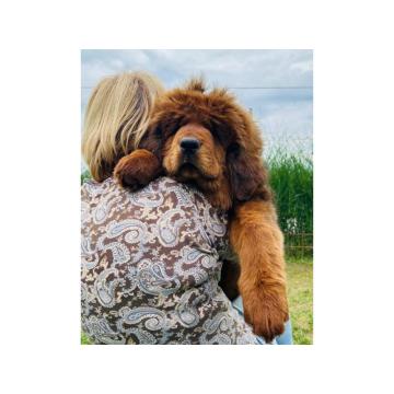 Na prodaju štenad TIBETSKOG MASTIFA!