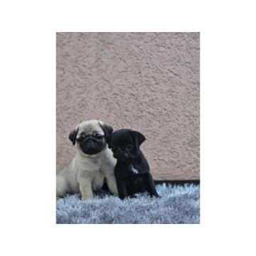 Mops štenci