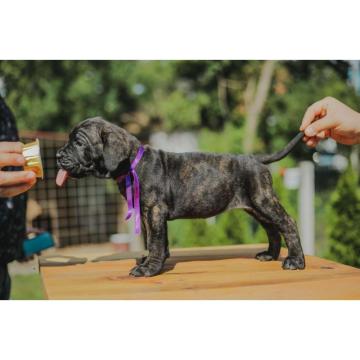 Cane Corso Štenci