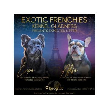 Francuski buldog štenci