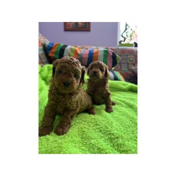 Toy Pudle