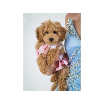 Prelepe pudlice toy i mini spremne za preuzimanje 