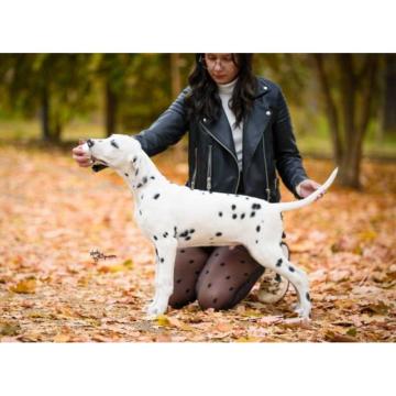 Dalmatinski pas, vrhunski štenci 