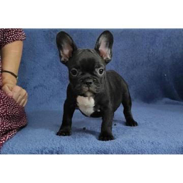 Francuski buldog 