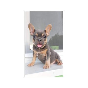 Francuski buldozi egzotični 