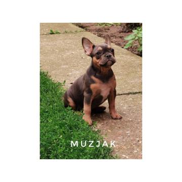 Štenci francuskog buldoga 