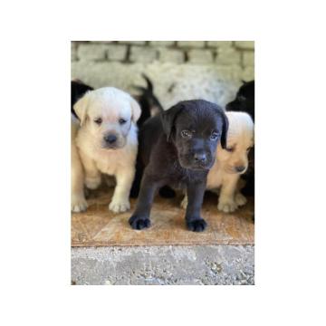 Labrador Retriver VRHUNSKI štenci-DRESIRANI 