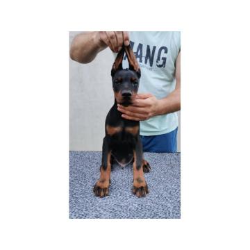 Doberman 