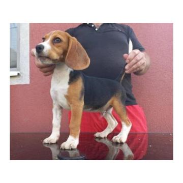 Trobojni štenci bigla 