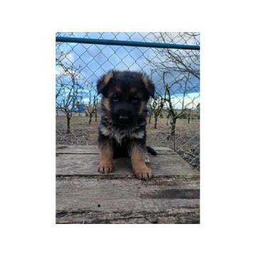 Stenci Nemackog Ovcara 