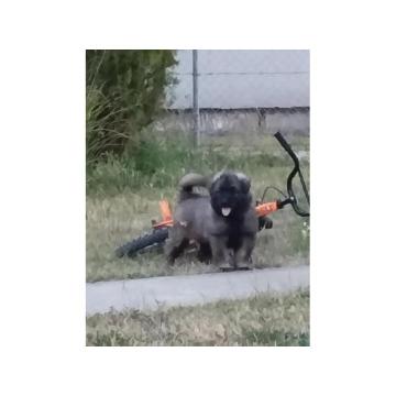 Šarplaninac, žensko štene   