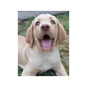 Labrador 