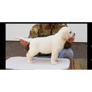 Top leglo labrador retrivera 