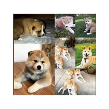 Japanska AKITA INU 