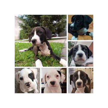 Americki staford terijer 