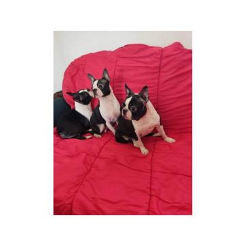 Boston terijer - POVOLJNO 