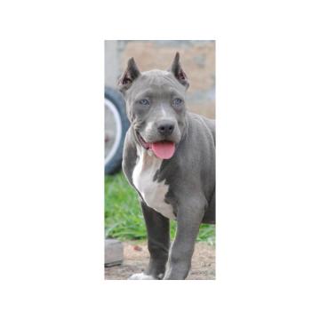 American bully xxl  
