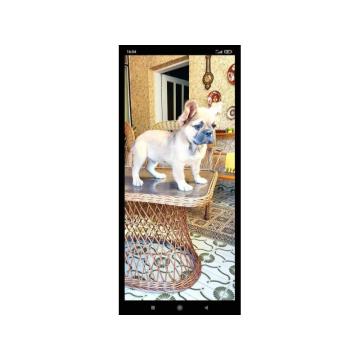 Francuski buldozi Fluffy 