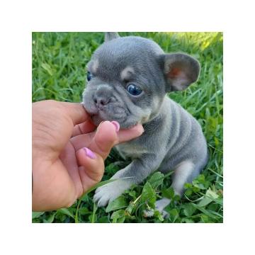 Francuski buldozi egzotični 