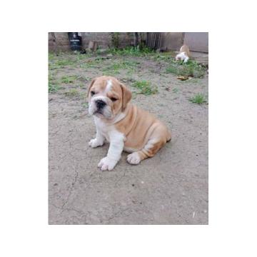 Stenci ENGLESKOG buldoga 