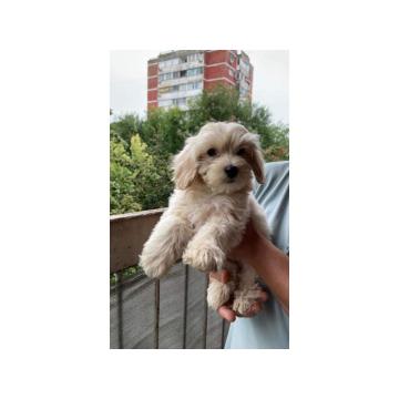 Maltipoo Maltezer-Pudla